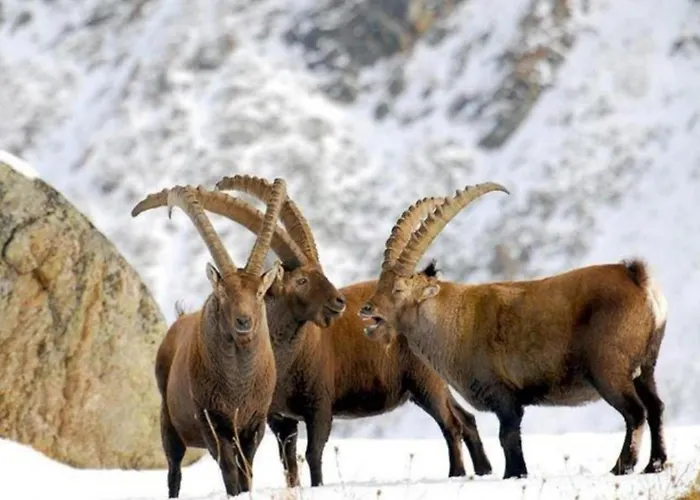 In Near Area Apartment Antey-Saint-Andre